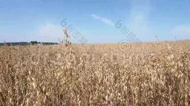 在炎热的夏日午后，在蓝天的映衬下，留下成熟的燕麦
